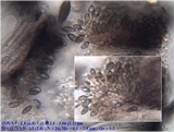 Laeviomyces pertusariicola image