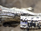Laeviomyces pertusariicola image