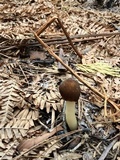 Verpa conica image