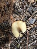 Clitocybe squamulosa image