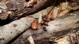 Galiella rufa image