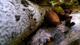 Galiella rufa image
