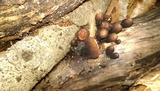 Galiella rufa image