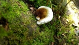Ganoderma lobatum image