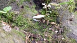 Ganoderma lobatum image