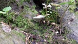 Ganoderma lobatum image