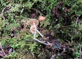 Mycena corticola image