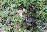 Mycena corticola image