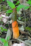 Mutinus elegans image
