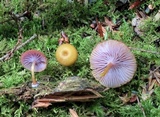 Chromosera cyanophylla image