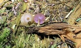 Chromosera cyanophylla image