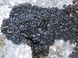 Collema polycarpon image
