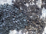 Collema polycarpon image