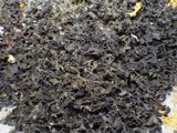 Lathagrium cristatum image