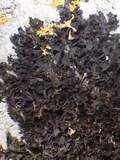 Lathagrium cristatum image