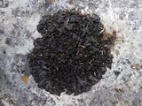 Collema flaccidum image