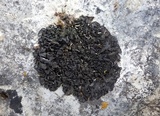Collema flaccidum image