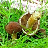 Psathyrella delineata image