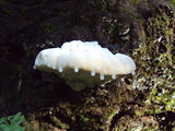 Tyromyces chioneus image