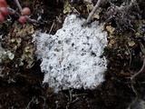 Diploschistes diacapsis image