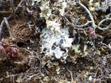 Diploschistes diacapsis image
