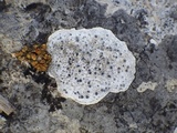 Diplotomma hedinii image