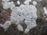 Diplotomma hedinii image