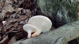 Polyporus craterellus image