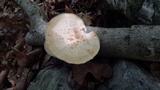 Polyporus craterellus image