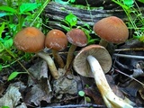 Psathyrella delineata image
