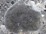 Aspicilia radiosa image