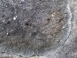 Aspicilia radiosa image