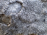 Aspicilia calcarea image