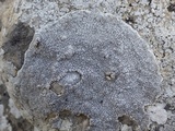 Aspicilia calcarea image