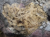 Caloplaca ochracea image