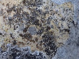 Caloplaca ochracea image