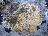 Caloplaca ochracea image