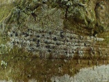 Bacidia laurocerasi image