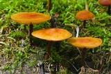 Xeromphalina tenuipes image