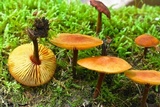 Xeromphalina tenuipes image