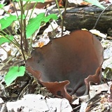 Peziza phyllogena image