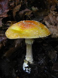 Amanita amerimuscaria image