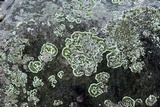 Dimelaena oreina image