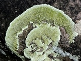 Dimelaena oreina image