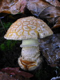 Amanita amerimuscaria image