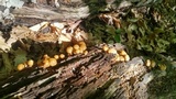 Kuehneromyces marginellus image