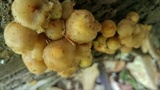 Kuehneromyces marginellus image
