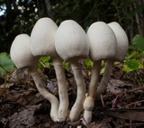 Leucocoprinus cepistipes image