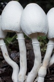 Leucocoprinus cepistipes image