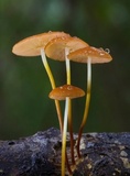 Marasmius cohaerens image